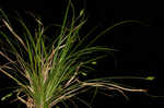 Willdenow's sedge